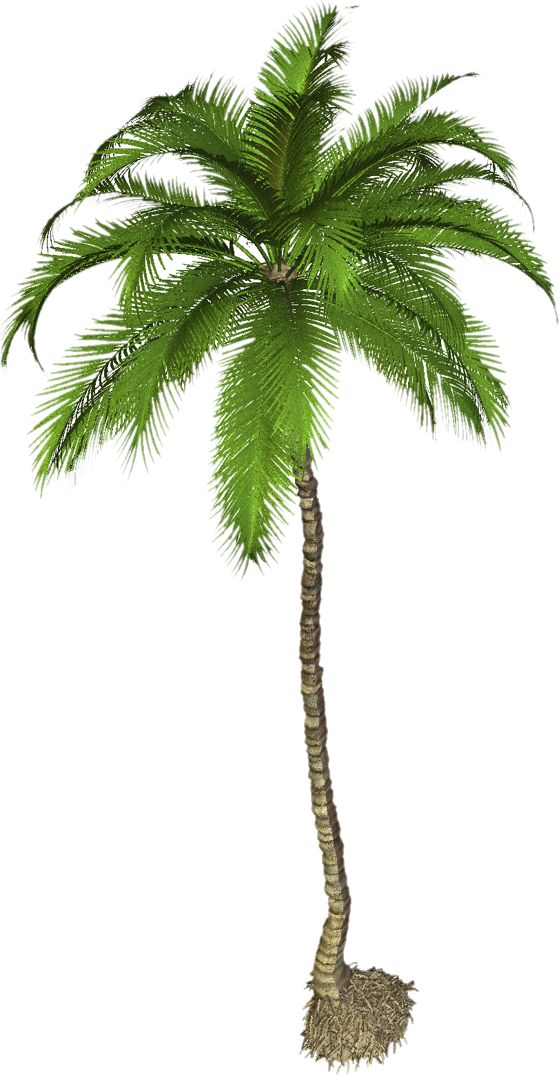 Palm Tree Png Pic PNG Image