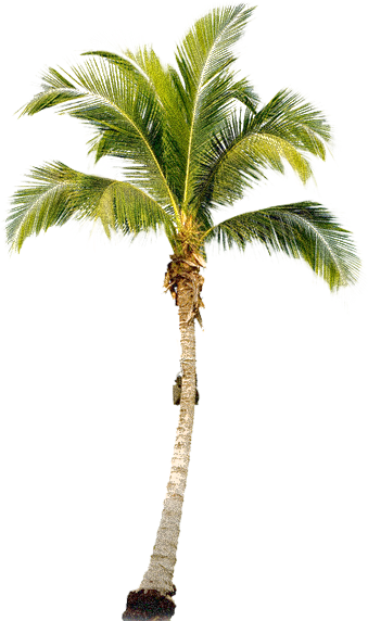 Palm Tree Free Download Png PNG Image