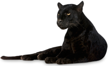 Panther Picture PNG Image