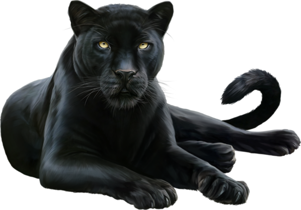 Leopard Felidae Black Cougar Panther Free Download Image PNG Image