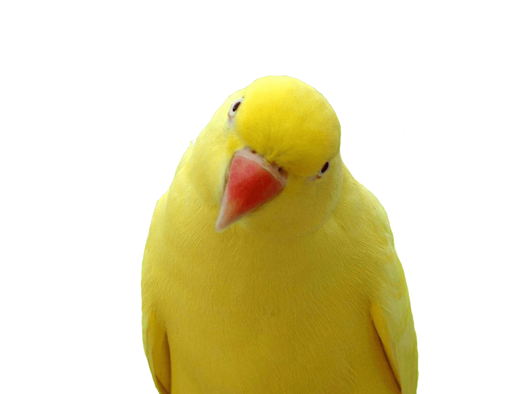 Yellow Parrot Png Images Download PNG Image