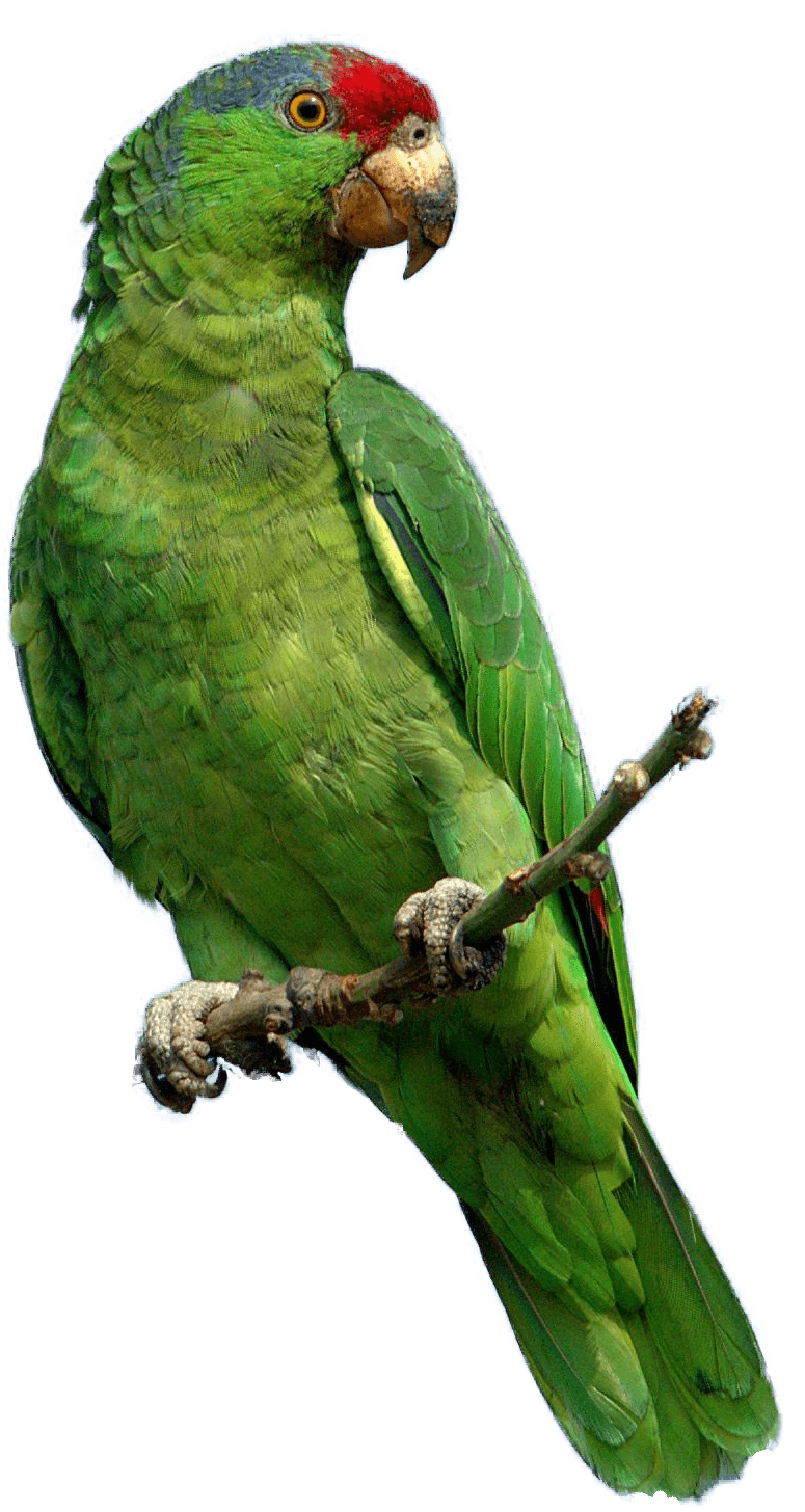 Green Parrot Png Images Download PNG Image