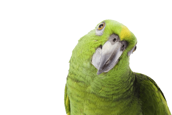 Green Parrot Png Image Download PNG Image