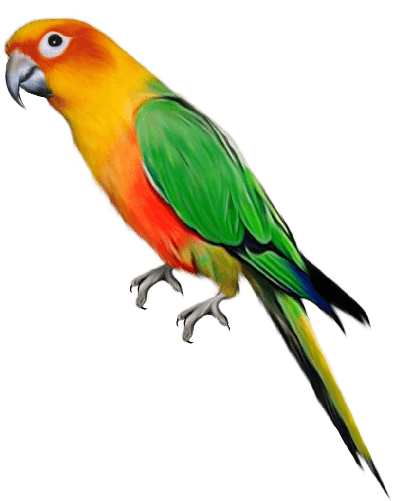 Parrot Png Images Download PNG Image