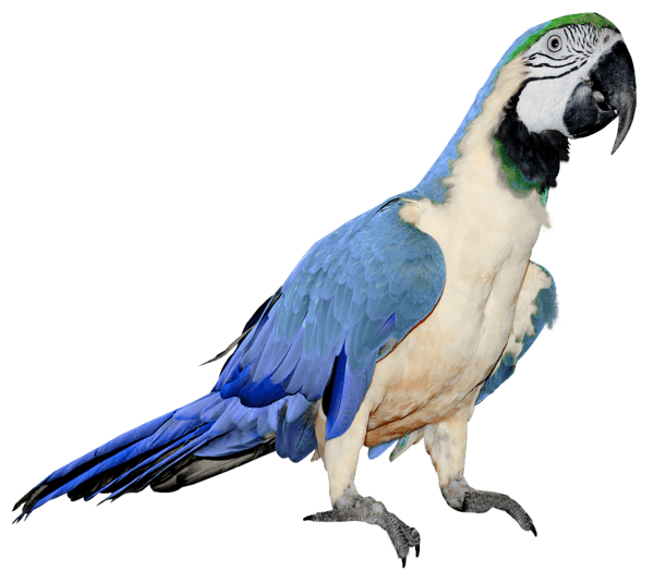 Parrot Png Images Download PNG Image