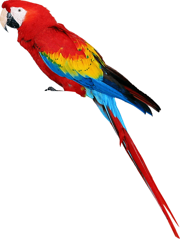 Colorful Parrot Png Images Download PNG Image