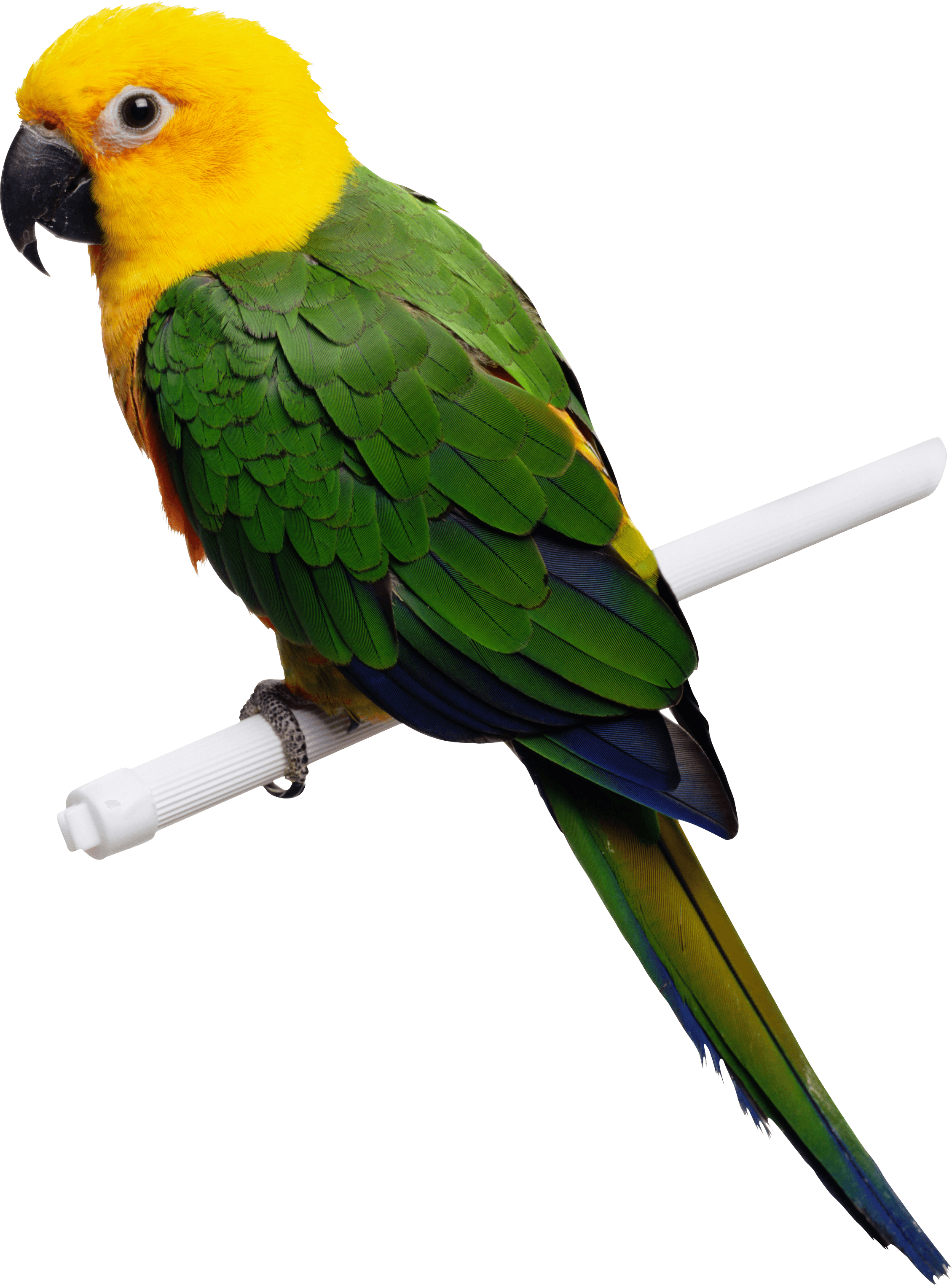 Green-Yellow Parrot Png Images Download PNG Image