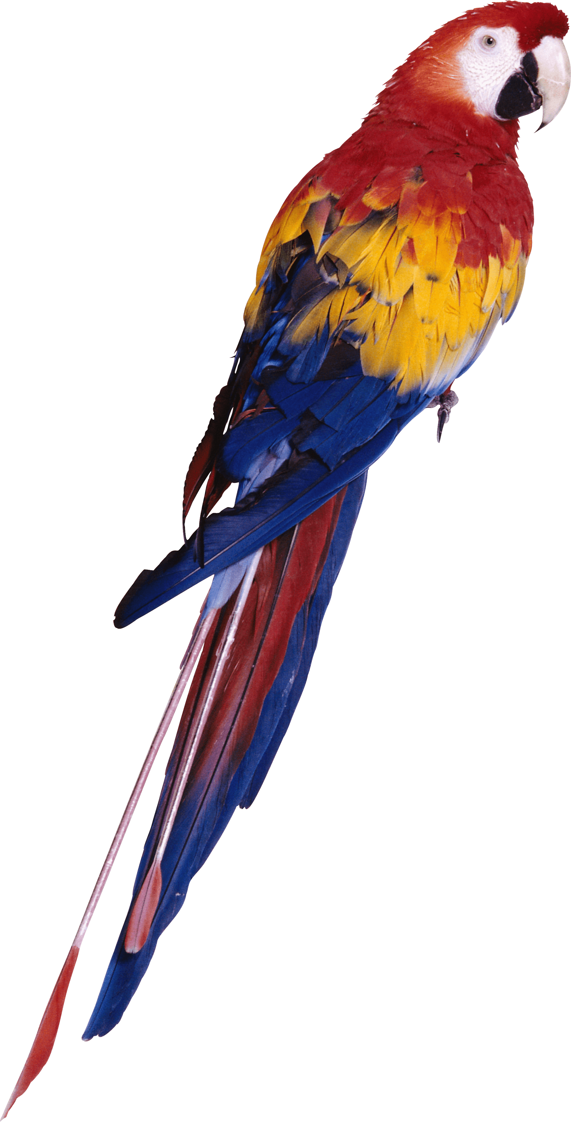 Parrot Png Images Download PNG Image