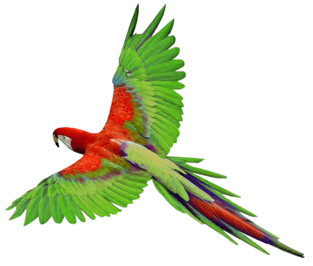 Flying Green Parrot Png Images Download PNG Image