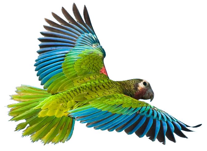 Flying Parrot Image PNG Image