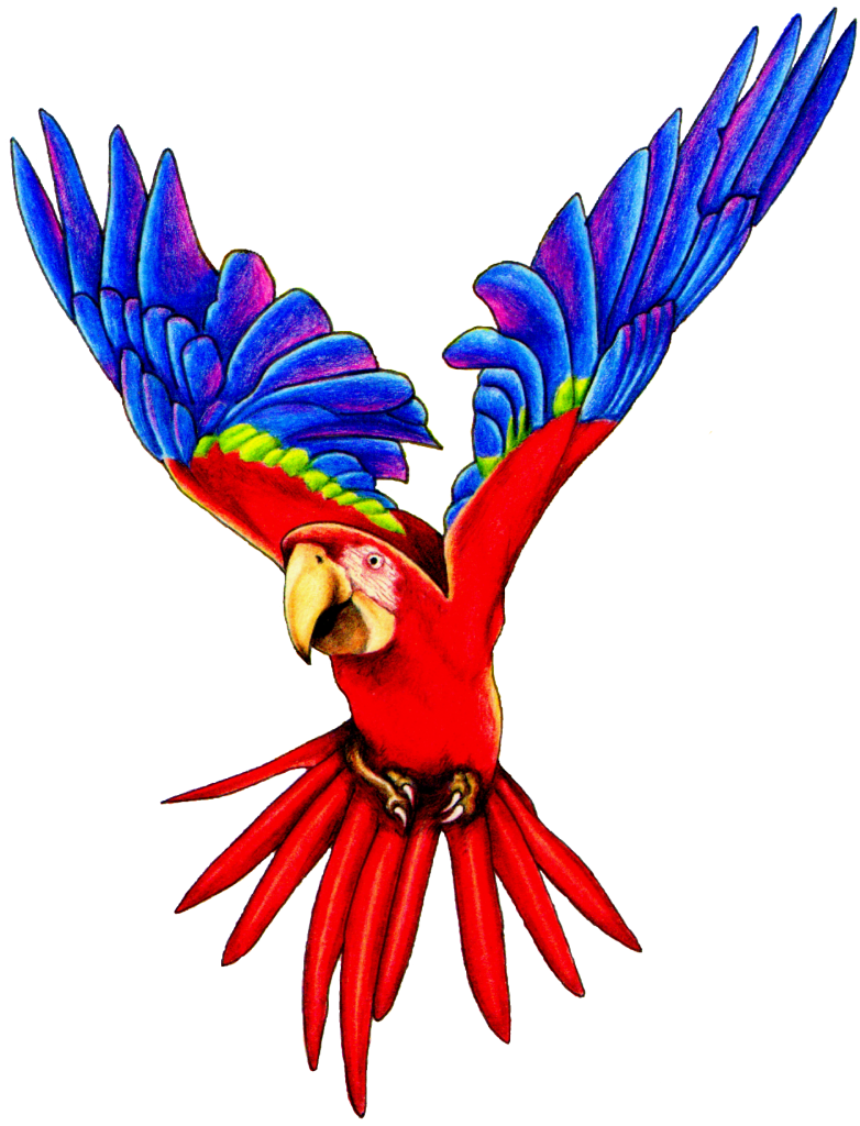 Flying Parrot PNG Image
