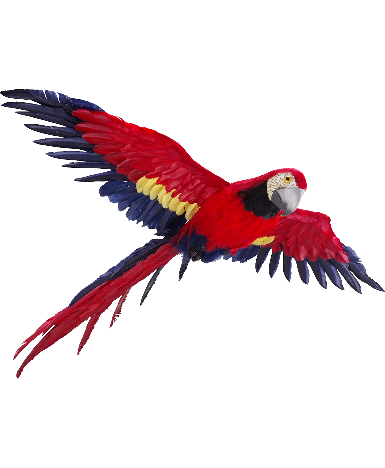 Flying Parrot Photos PNG Image