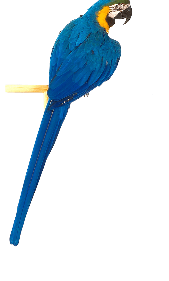 Blue Parrot Png Image Download PNG Image