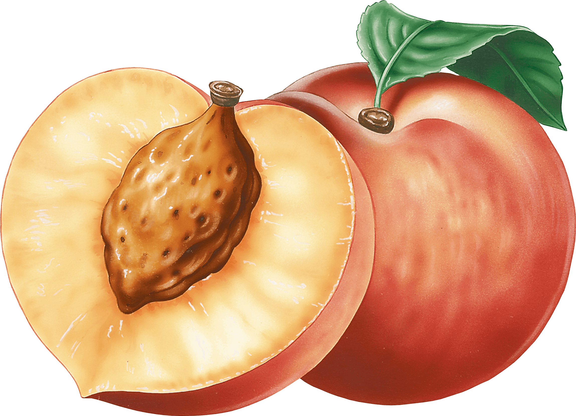 Peach Png Image PNG Image