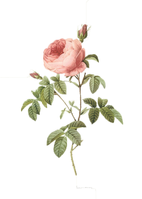 Pink 17591840 Plant Pierrejoseph Redoutxe9 Illustration Roses PNG Image