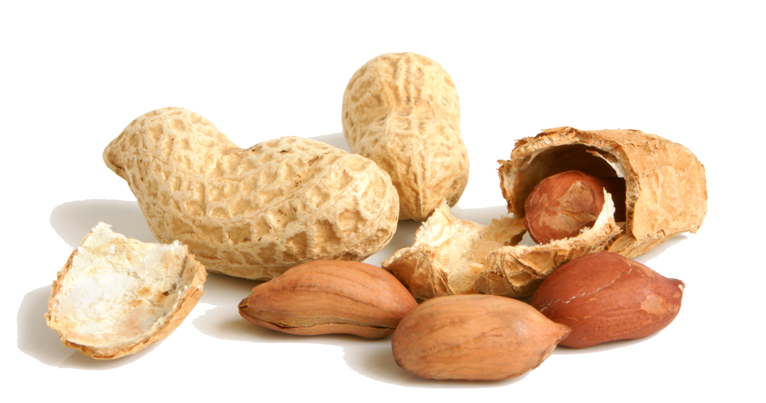 Peanut Png File PNG Image