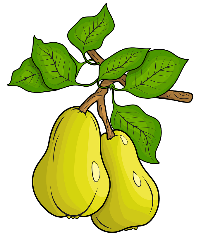 Vector Green Pears PNG Image High Quality Transparent PNG Image