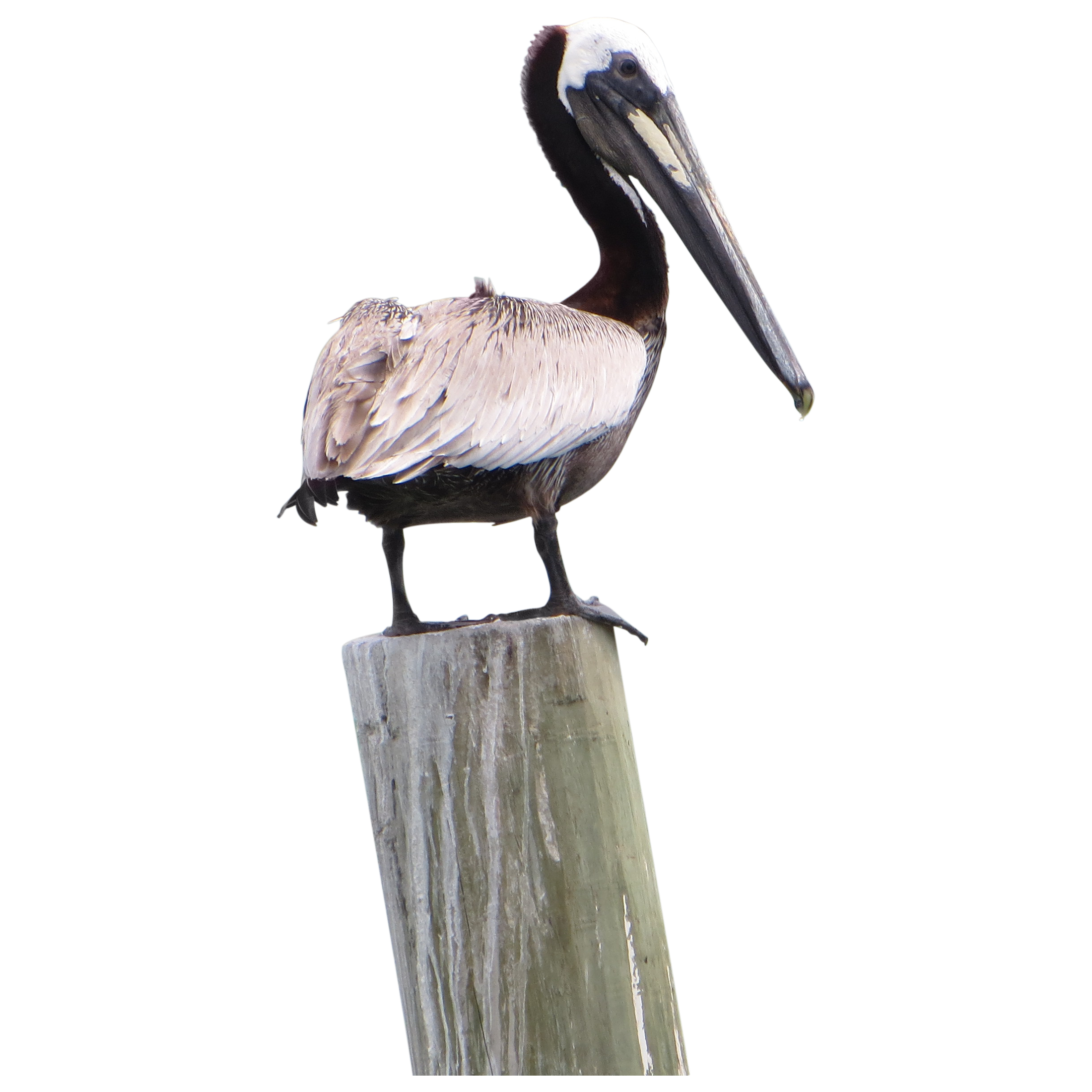 Pelican Png Pic PNG Image