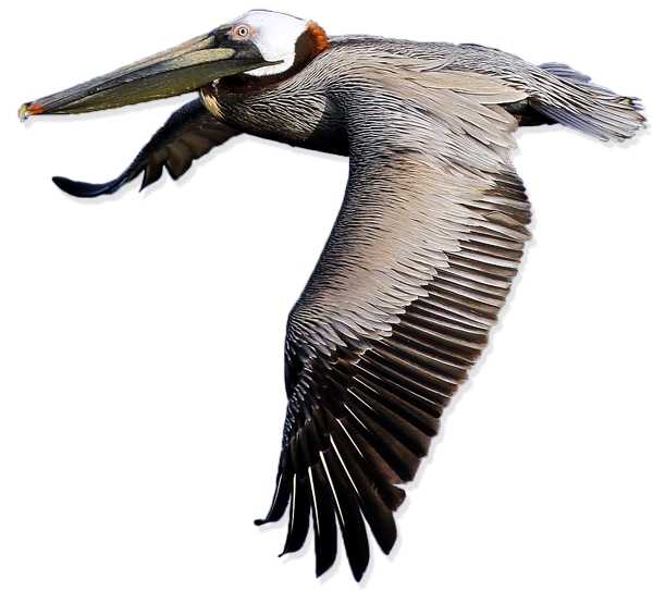 Pelican Free Png Image PNG Image