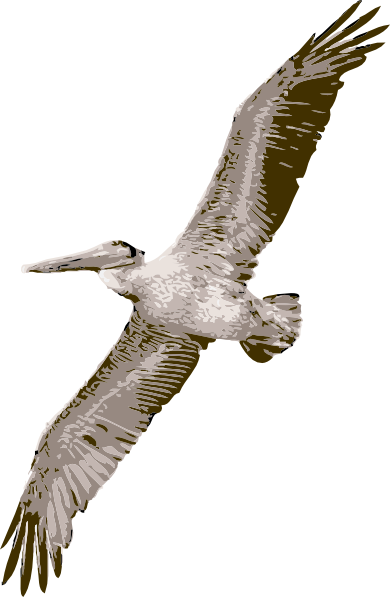 Pelican Picture PNG Image
