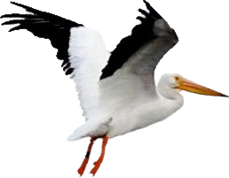 Pelican Free Download Png PNG Image
