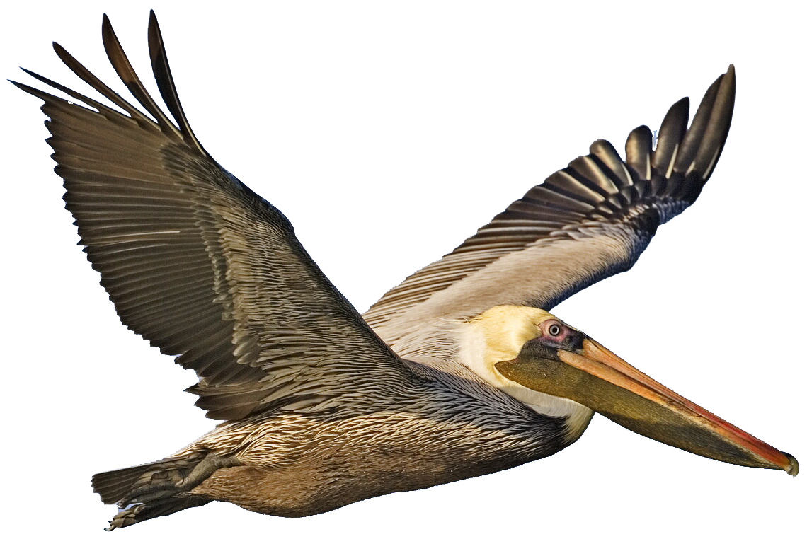 Pelican Png Image PNG Image