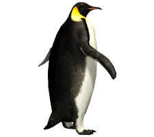 Imperator Penguin Png Image PNG Image