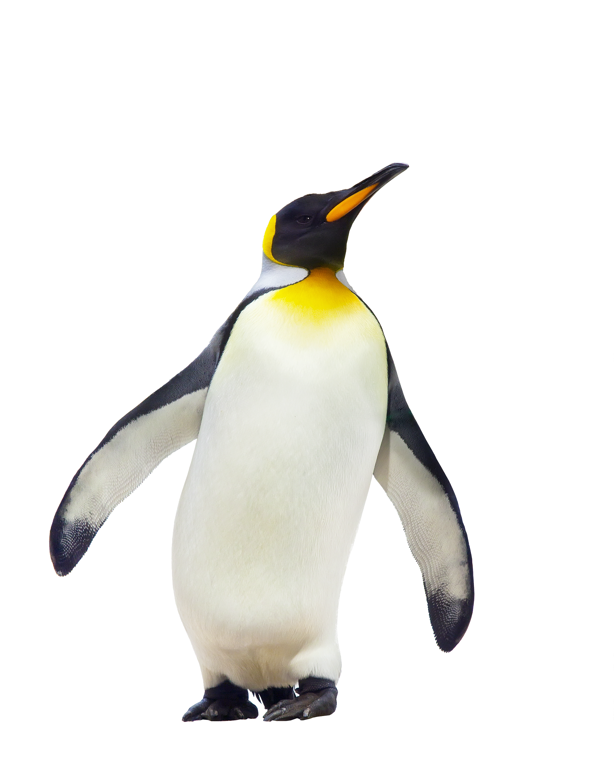 Penguin Free Download Png PNG Image