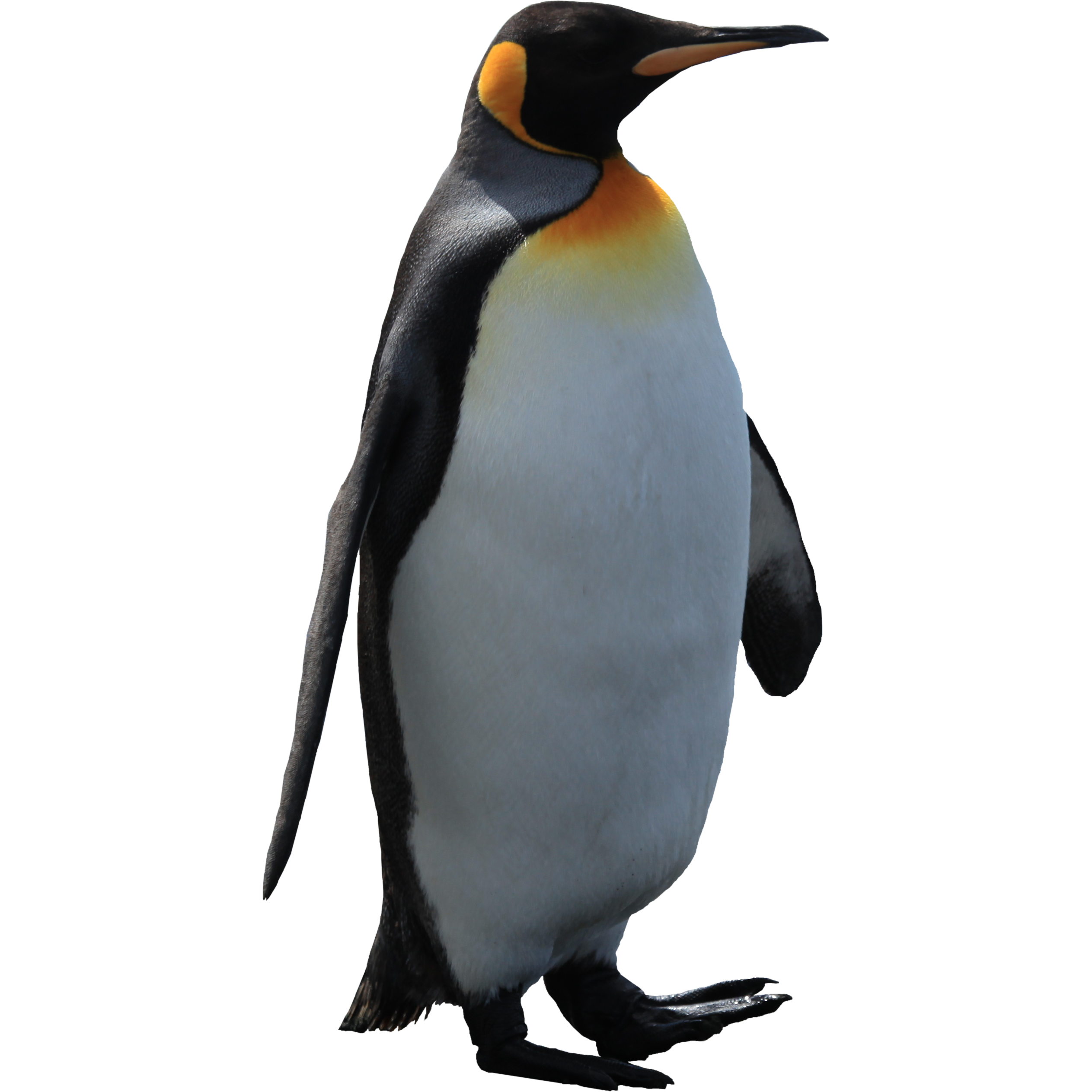 Penguin Png Pic PNG Image