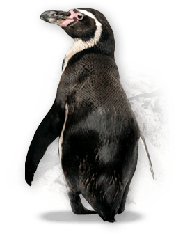 Penguin Png Image PNG Image