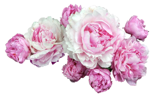 Peonies Transparent Image PNG Image