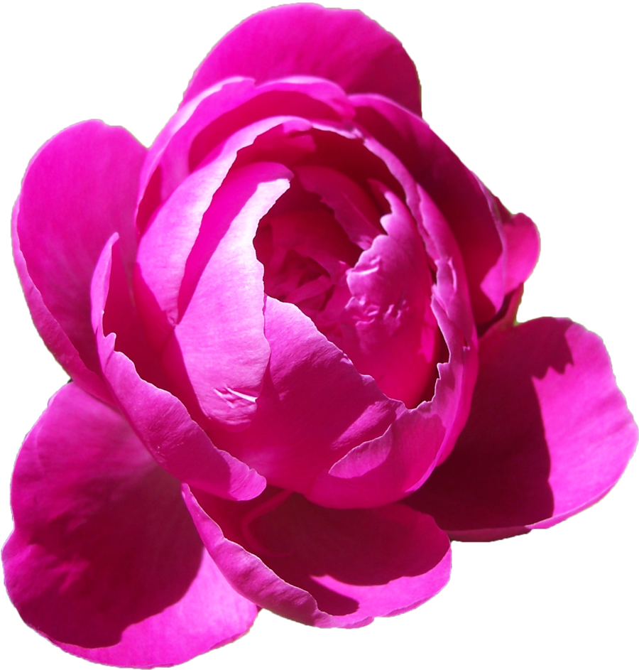 Peonies Free Download PNG Image