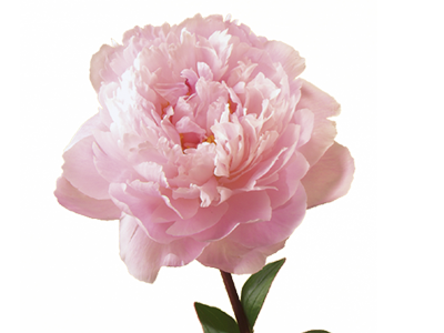 Peony Transparent Background PNG Image