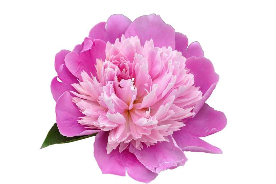 Peony Transparent Picture PNG Image