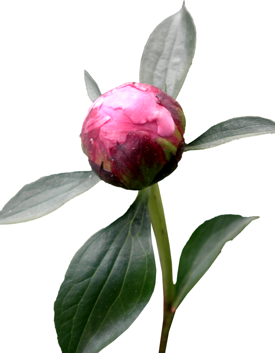 Peony Hd PNG Image