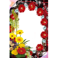 Picture Flower Frame File Photography Red