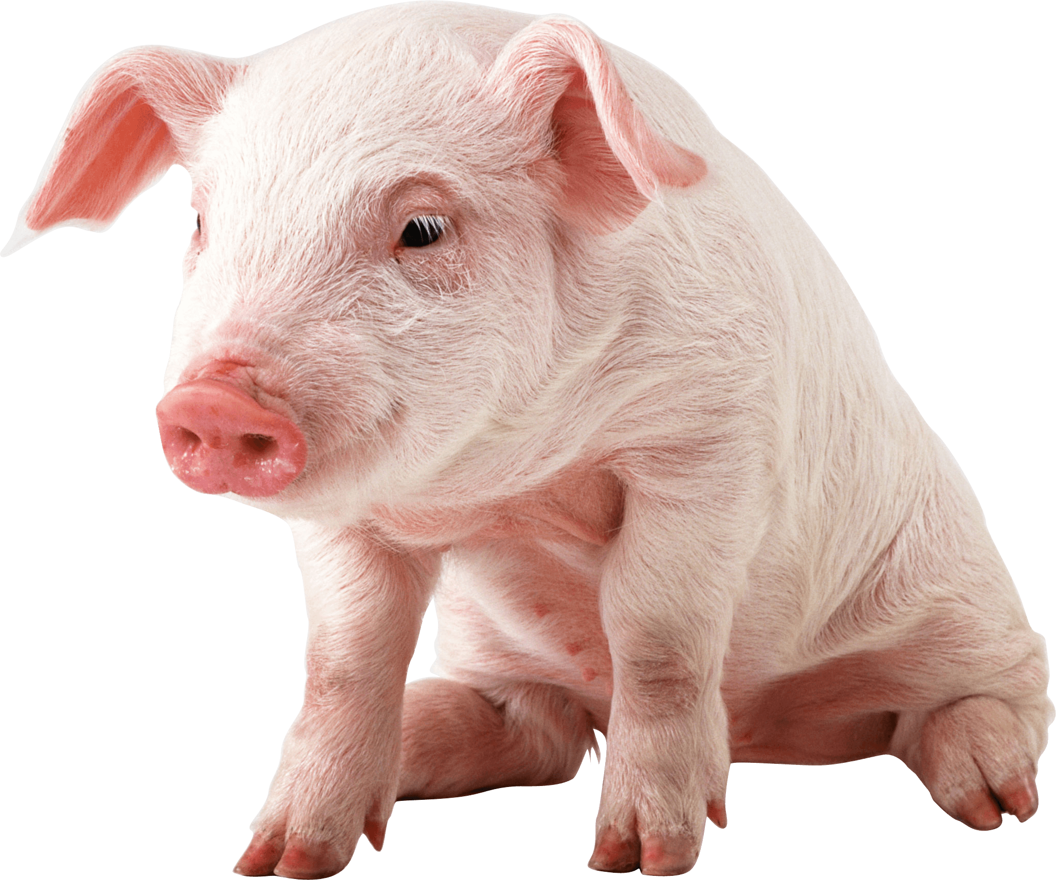 Pig Png Image PNG Image