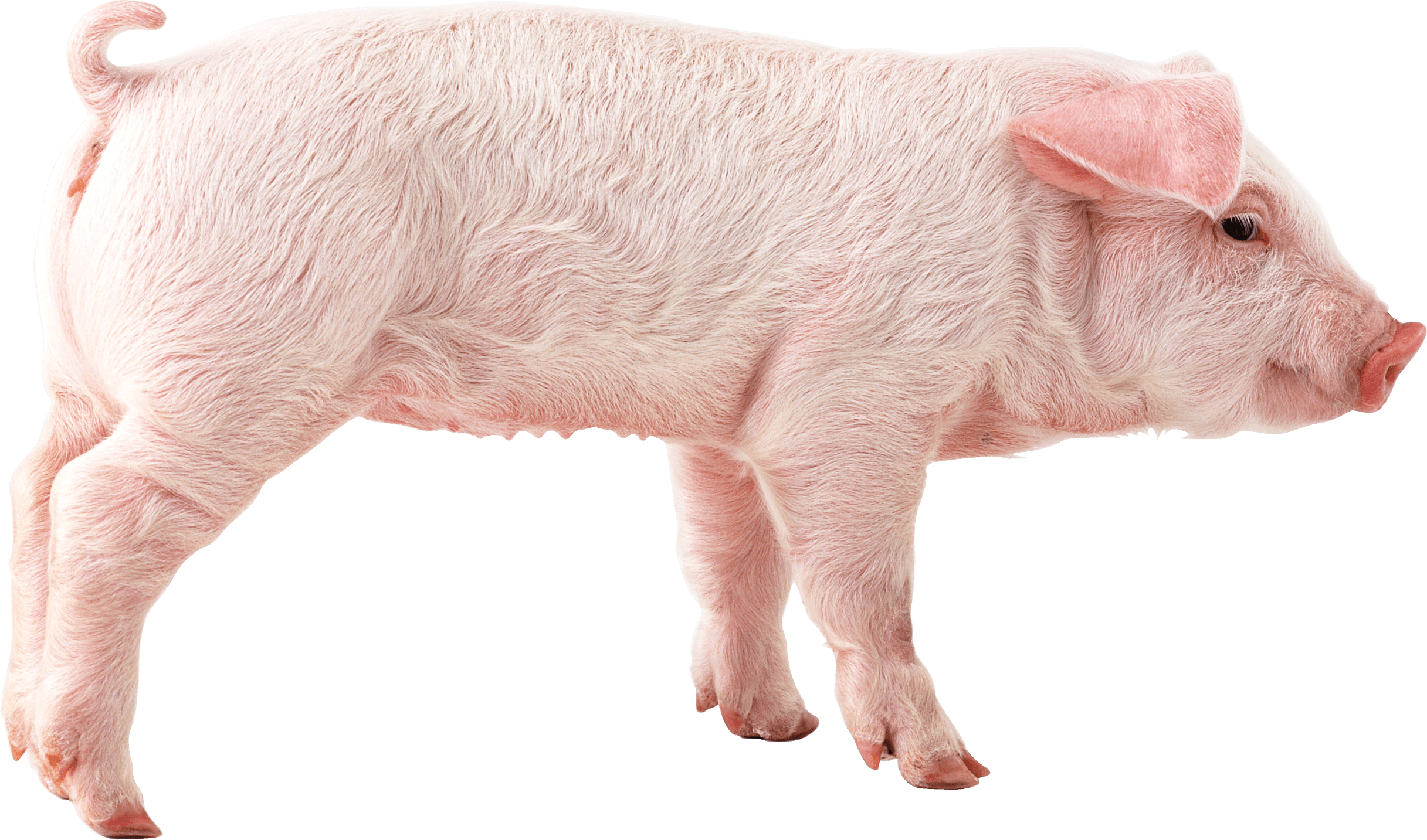 Pig Png Image PNG Image