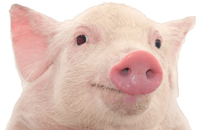 Pig Png Image PNG Image