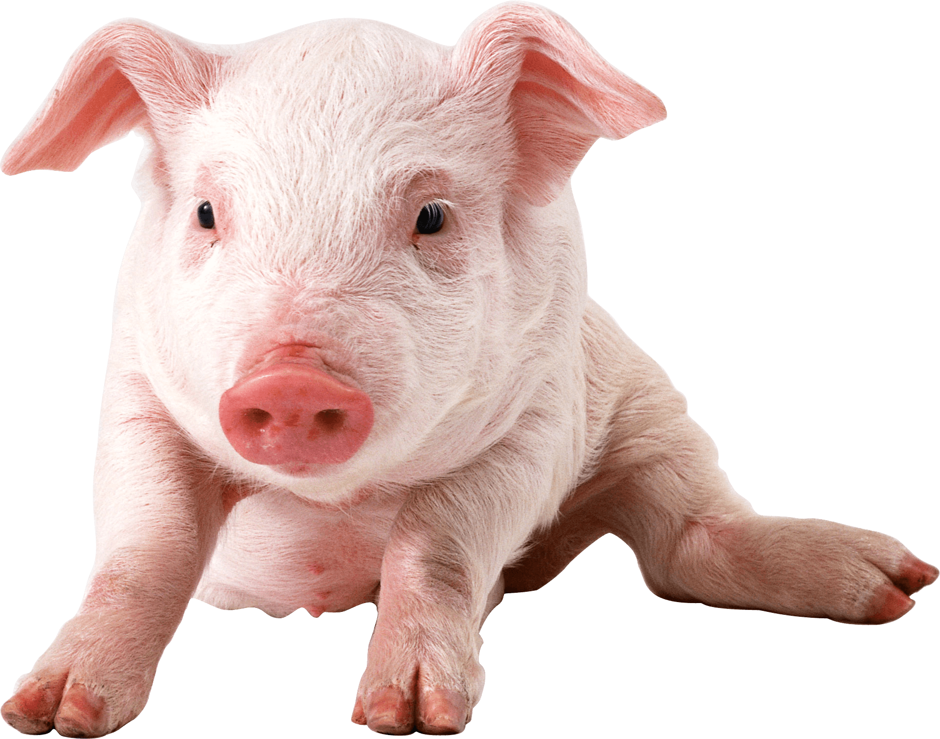 Pig Png Image PNG Image