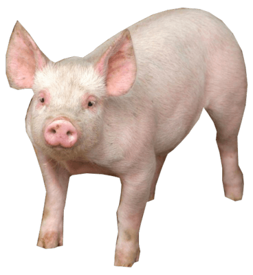 Pig Png Image PNG Image