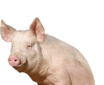 Pig Png Image PNG Image