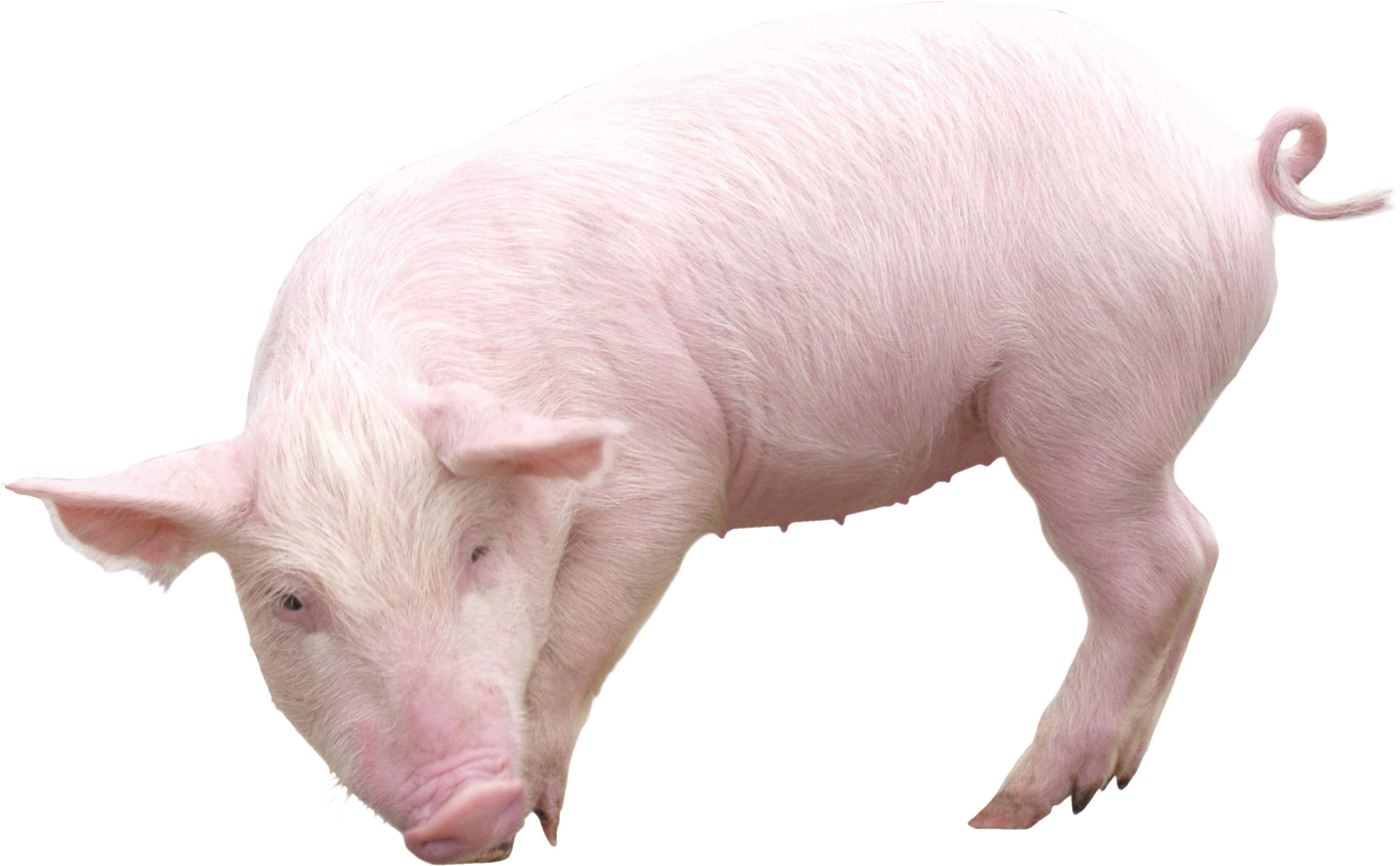 Pig Free Png Image PNG Image