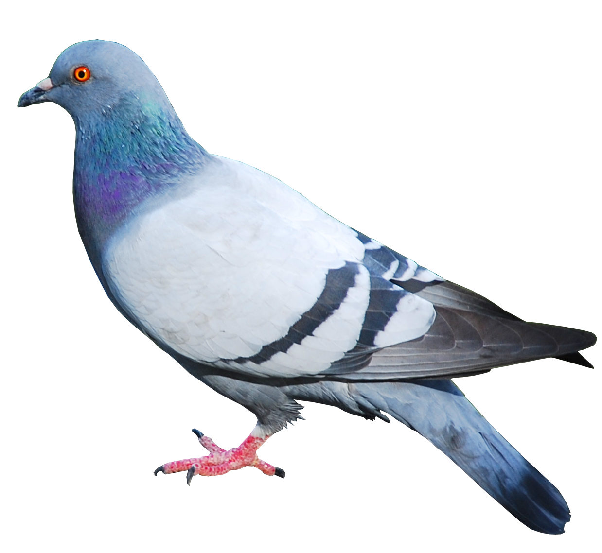 Pigeon Free Png Image PNG Image