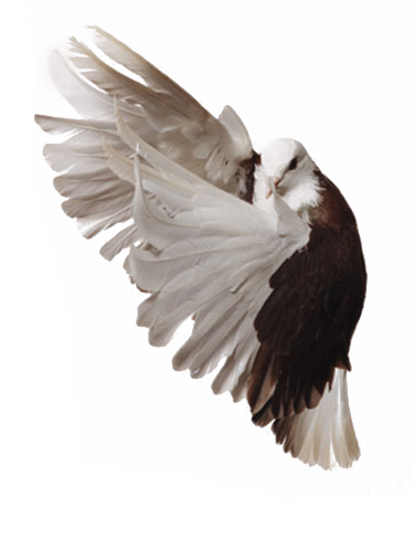 Pigeon Png Image PNG Image