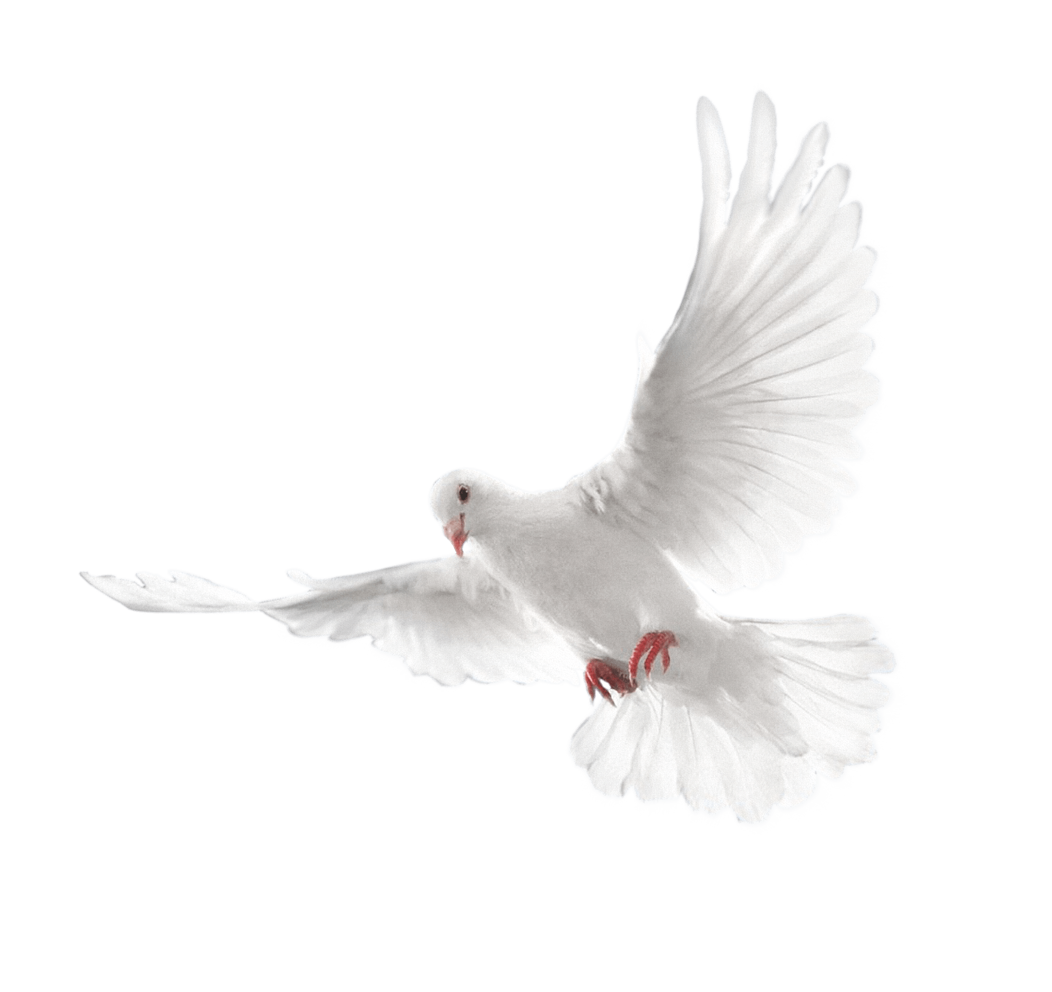 White Flying Pigeon Png Image PNG Image