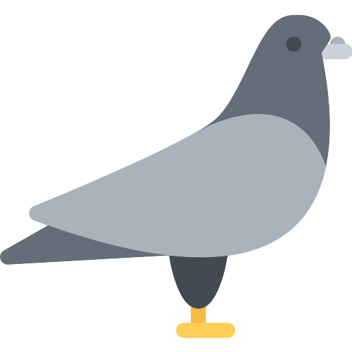 Columbidae Pigeon Free Transparent Image HD PNG Image