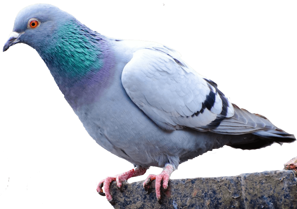 Columbidae Pigeon Domestic Picture Free Download Image PNG Image