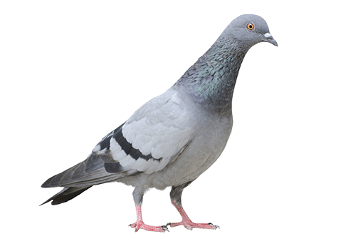 Columbidae Pigeon Domestic Free PNG HQ PNG Image