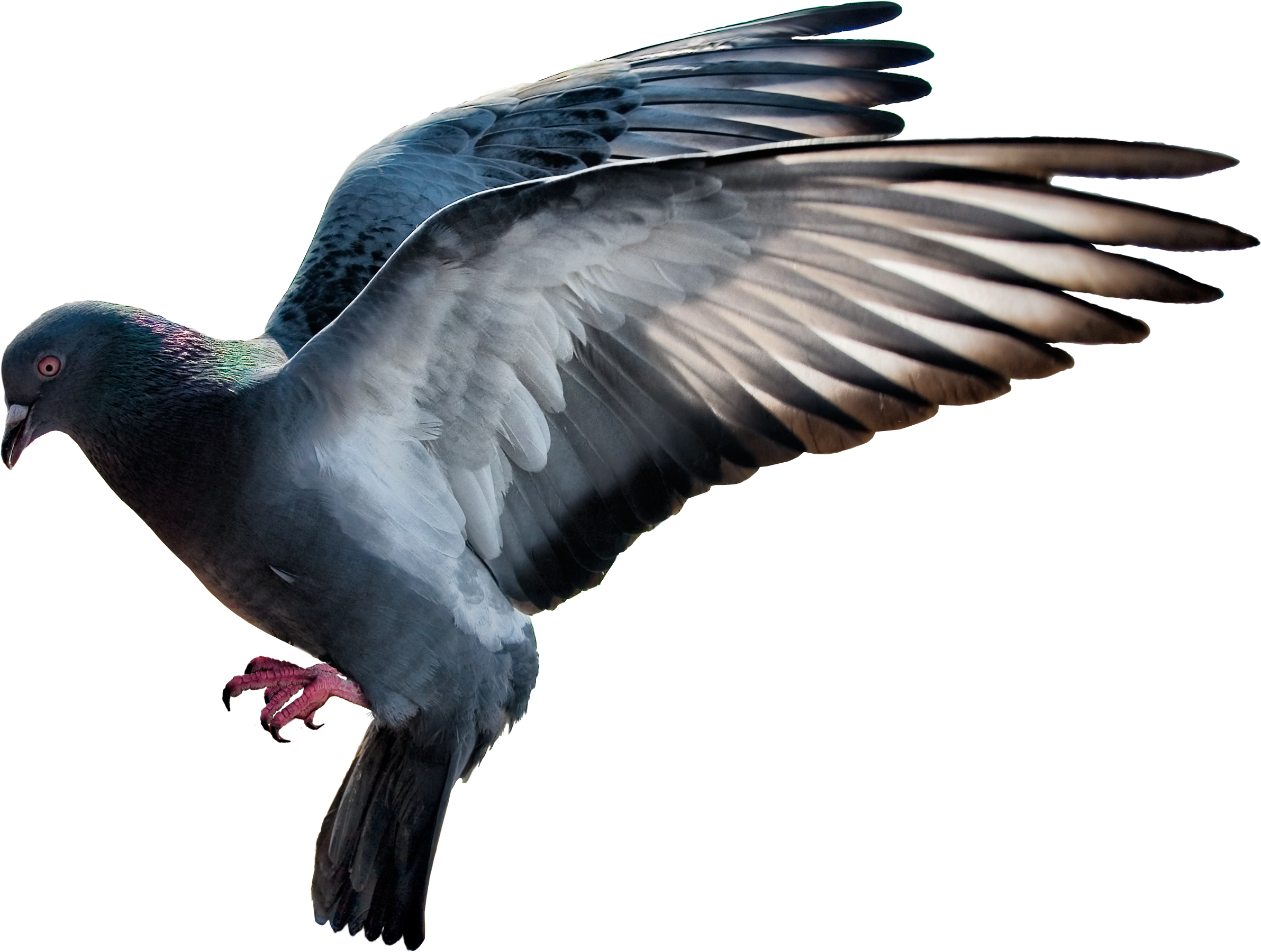 Columbidae Pigeon Domestic Free Download Image PNG Image